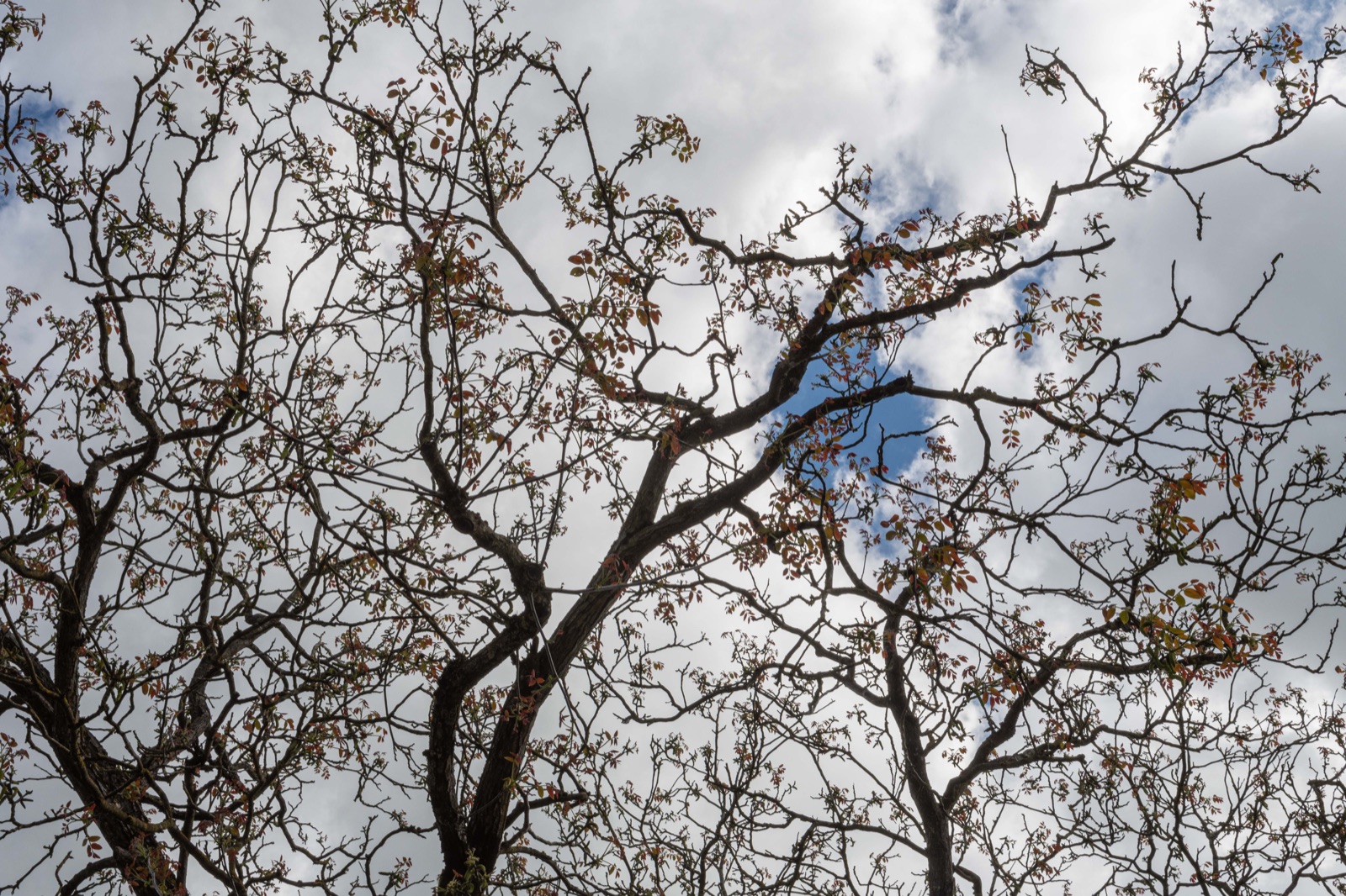 Baum vor der Praxis
