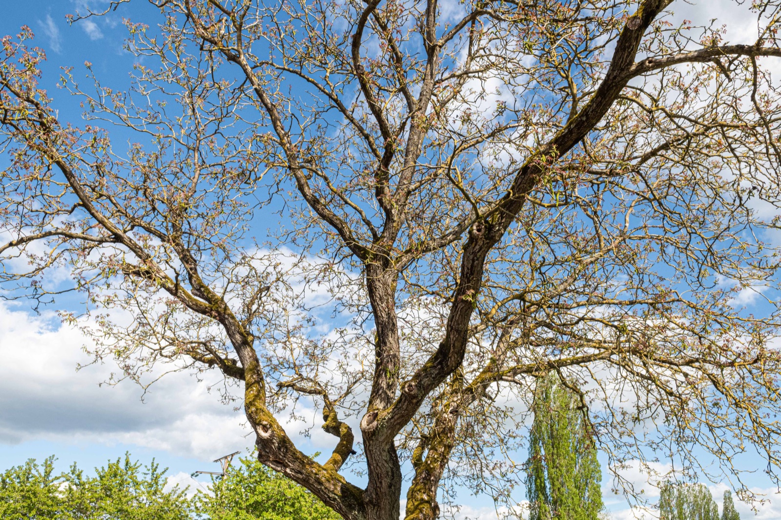 Detail am Baum