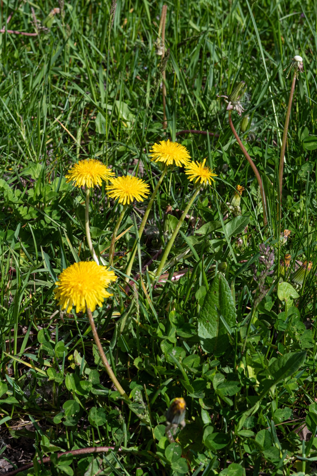 Wiese bei der Praxis